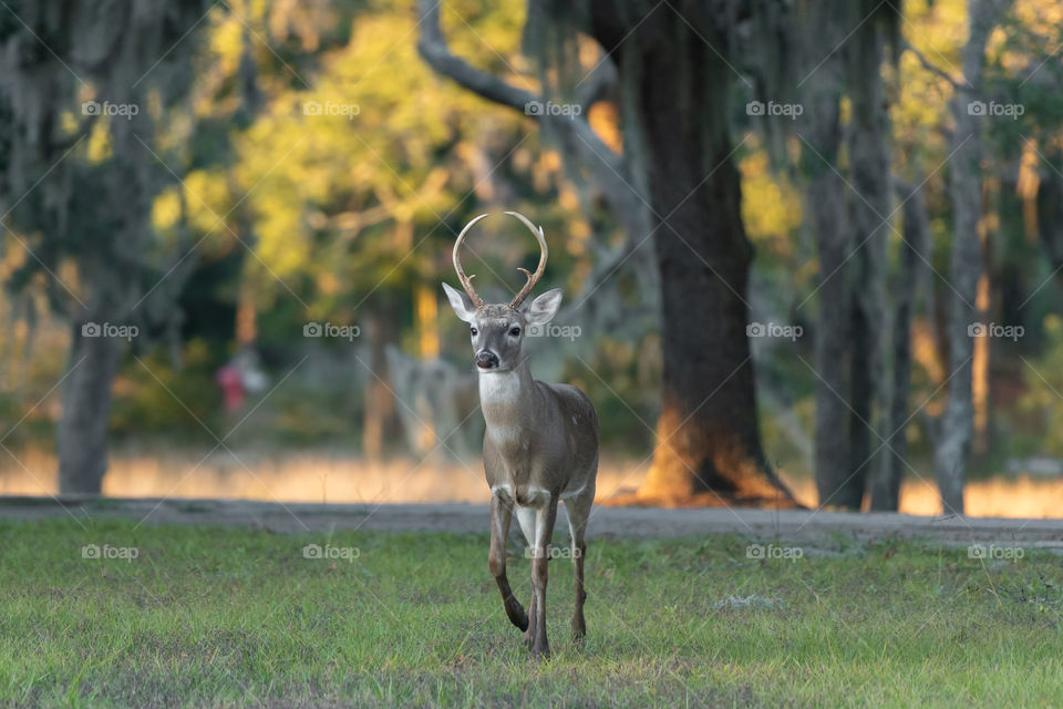 Walking deer