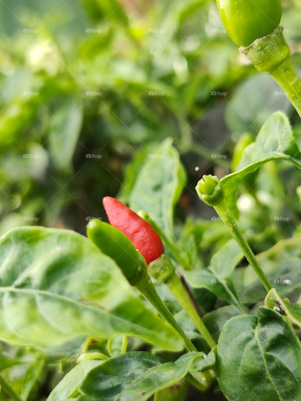 red chili at the garden