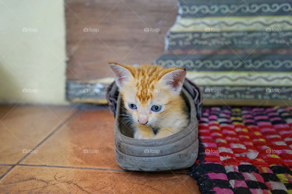 kitten playing in sandal