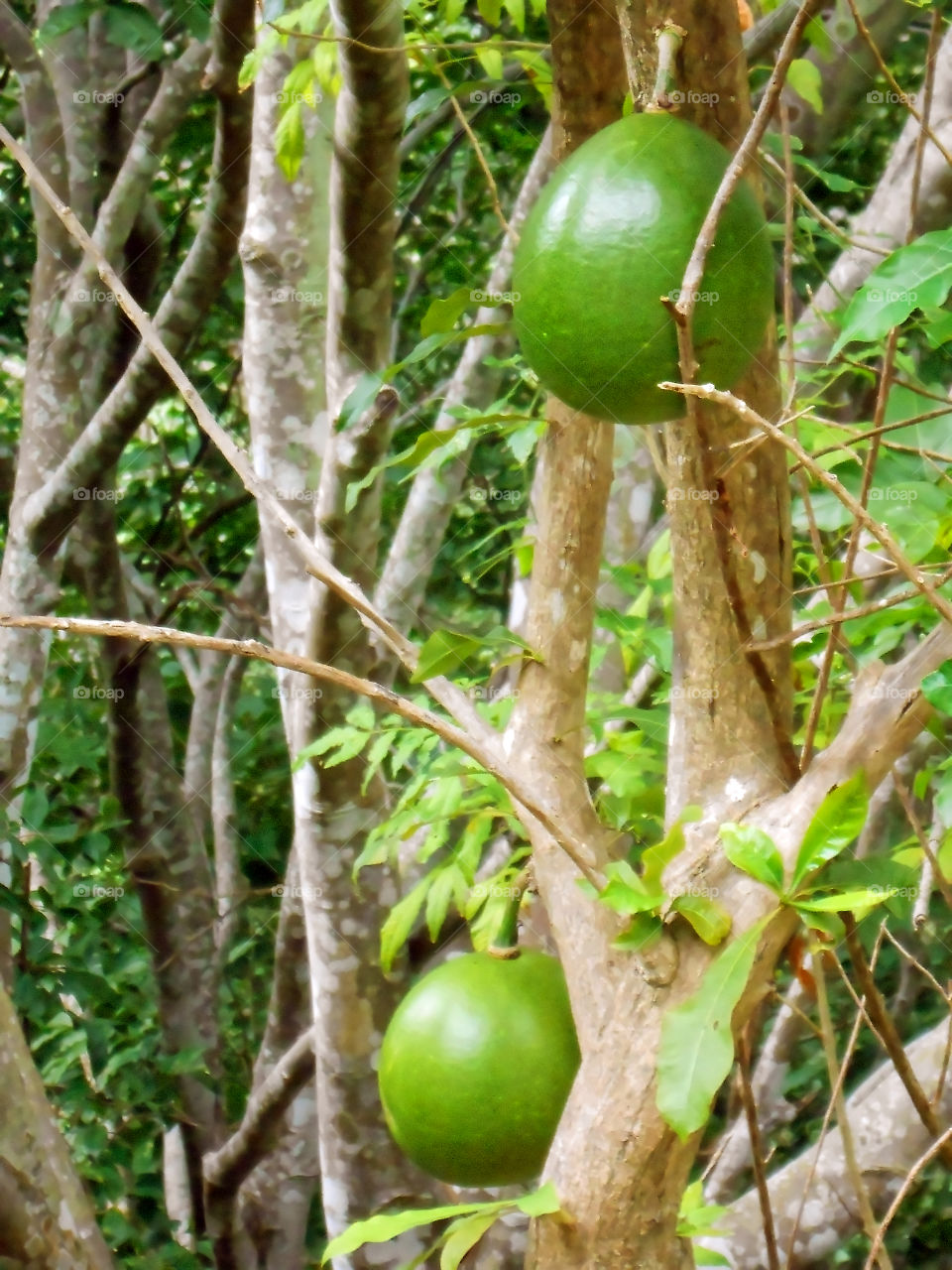 Young Calabash