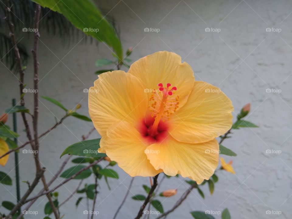 Yellow Hibiscus1