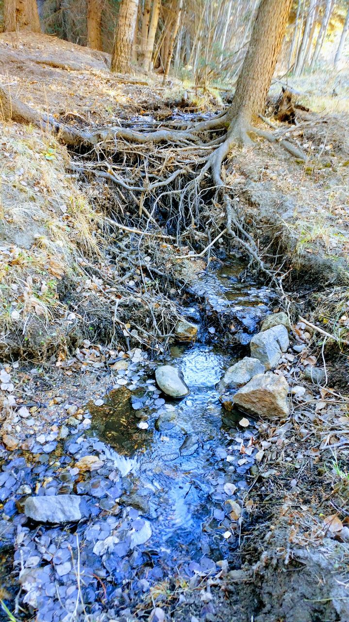 Stream 
Rooselvelt National Forest Colorado