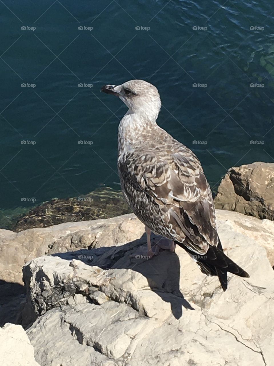 Seagull observing around