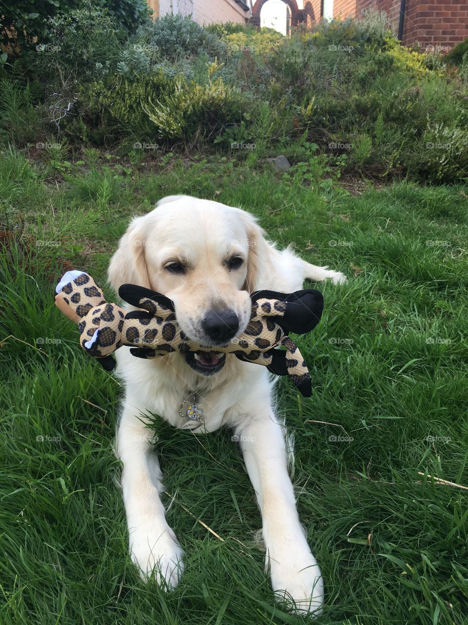 Dog, Pet, Animal, Cute, Mammal