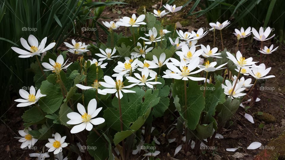 Blood Root