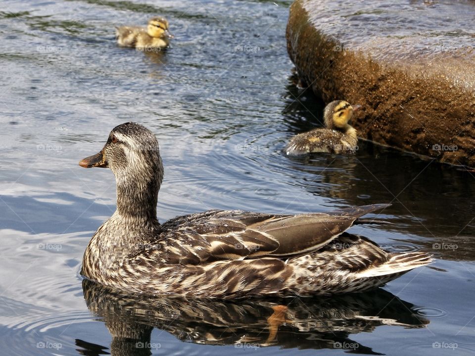 Mamma duck and ducklings