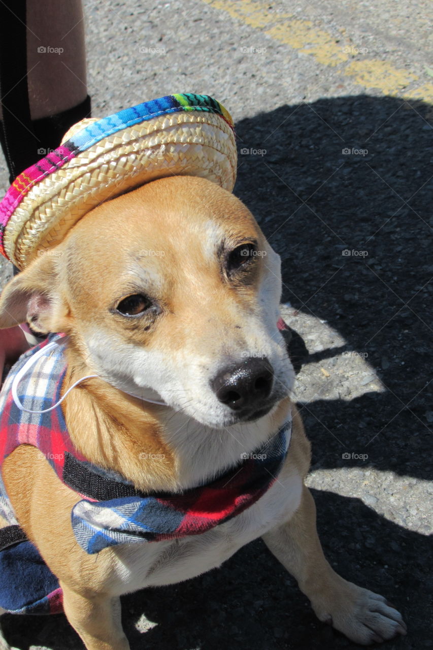 Dog in a sombrero