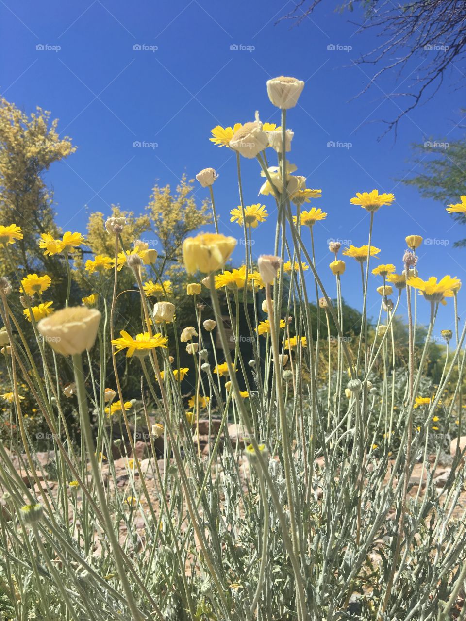 Field of yellow flowers and bright blue sky.