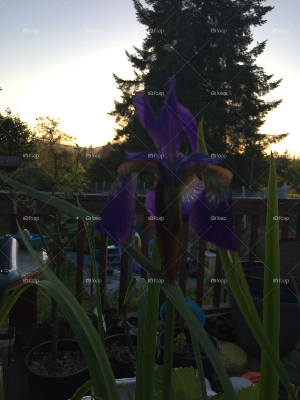 Lovely iris!!!
