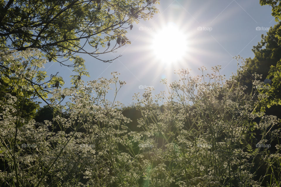 Sun shining on a field of wild Cow Parsley flowers 