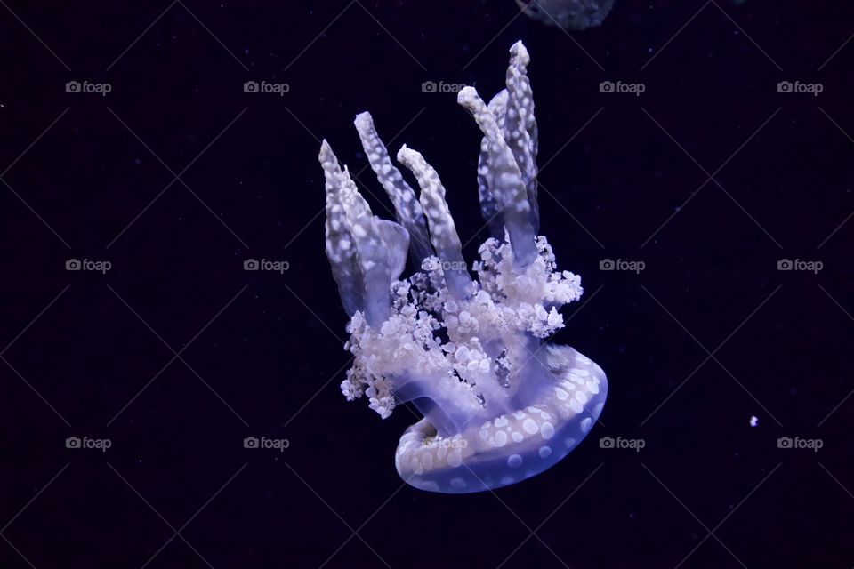 Jellyfish
