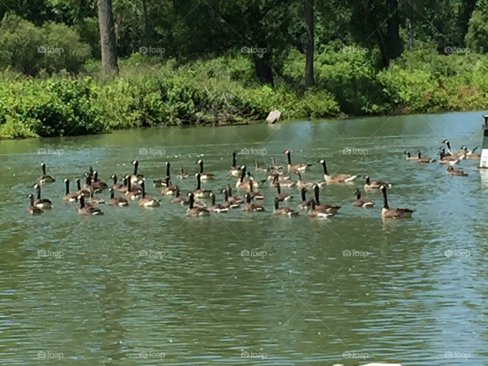 Geese On Parade