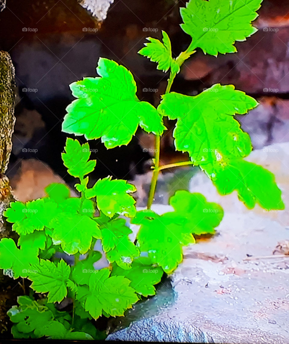 Grape leaves