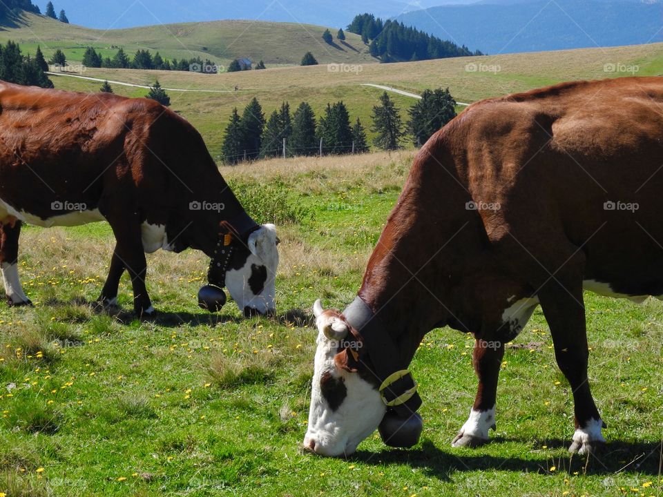 Swiss cows grazing in grass