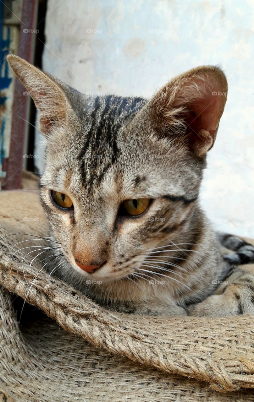 cat 
cat resting after having milk