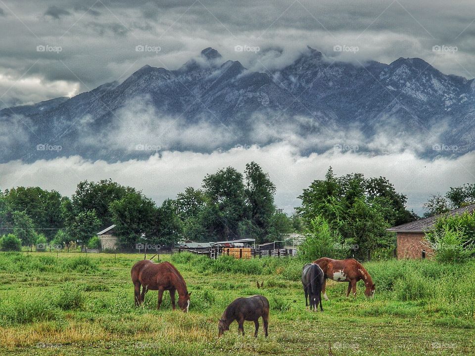 Horses and mountains