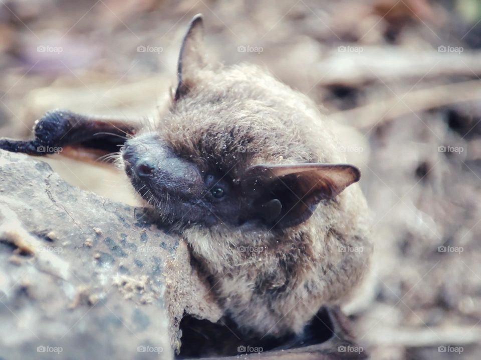 A bat, animal