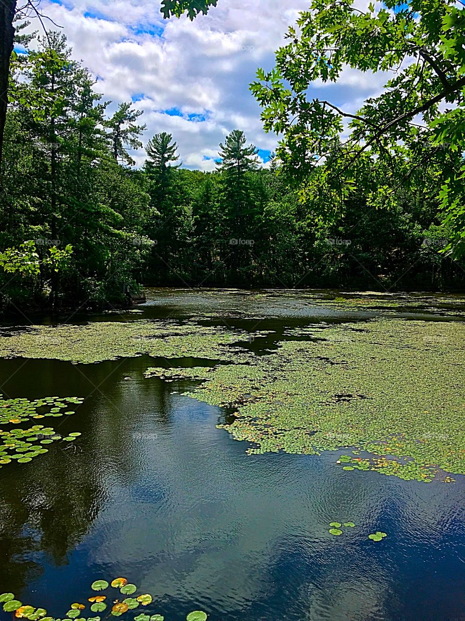 Lily pad pond
