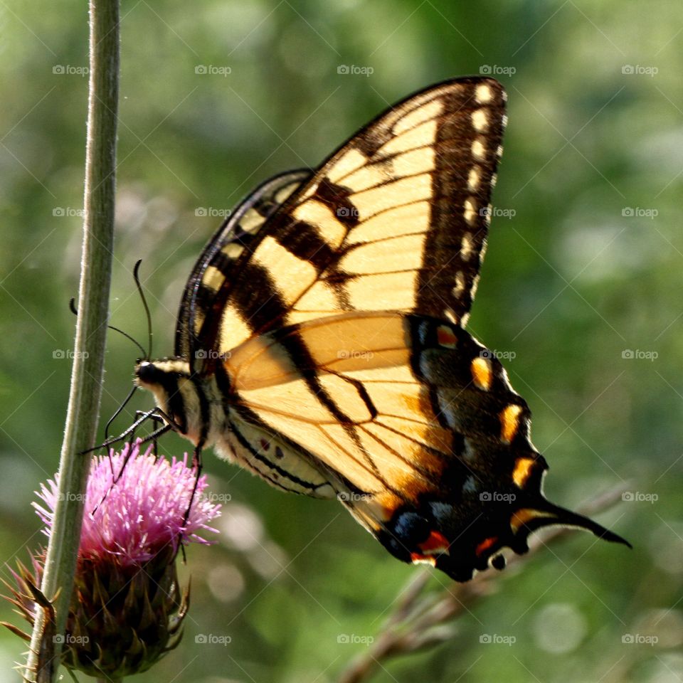 Butterfly on thistle 