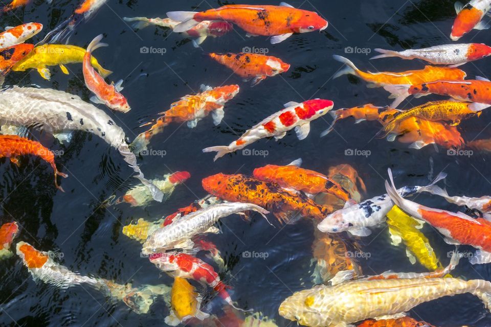 Colorful carps fish