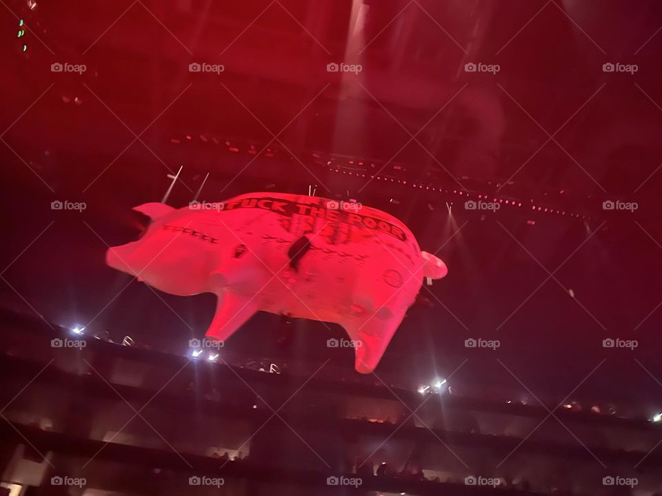 Pig from Pink Floyd concert 
