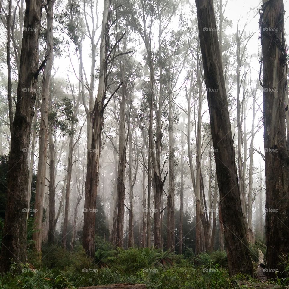 Walking in the woods