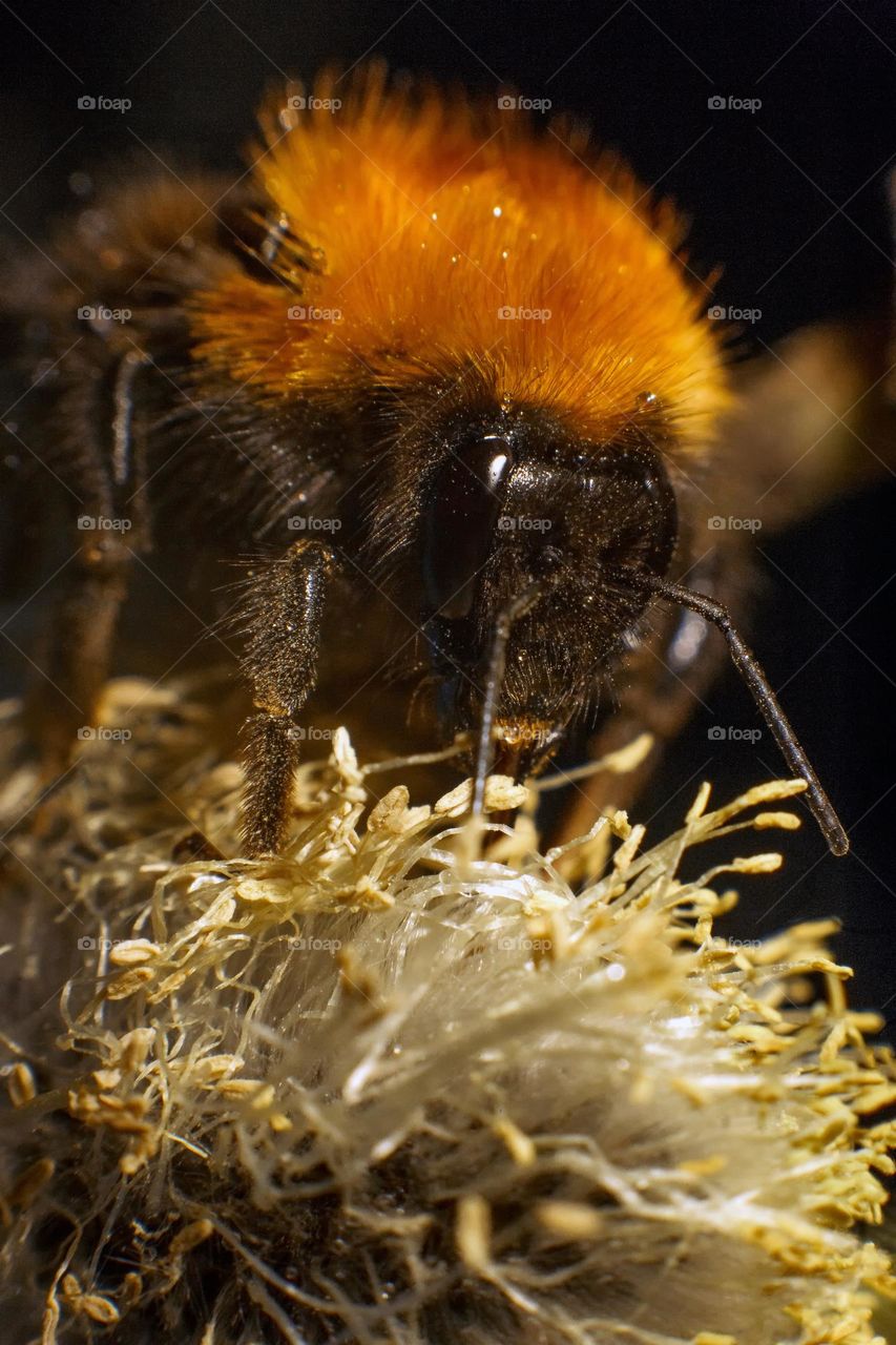 Bumblebee on pussy willow tree, close up
