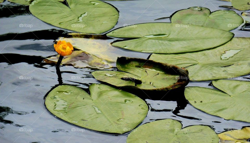 Japanese garden in Wroclaw city