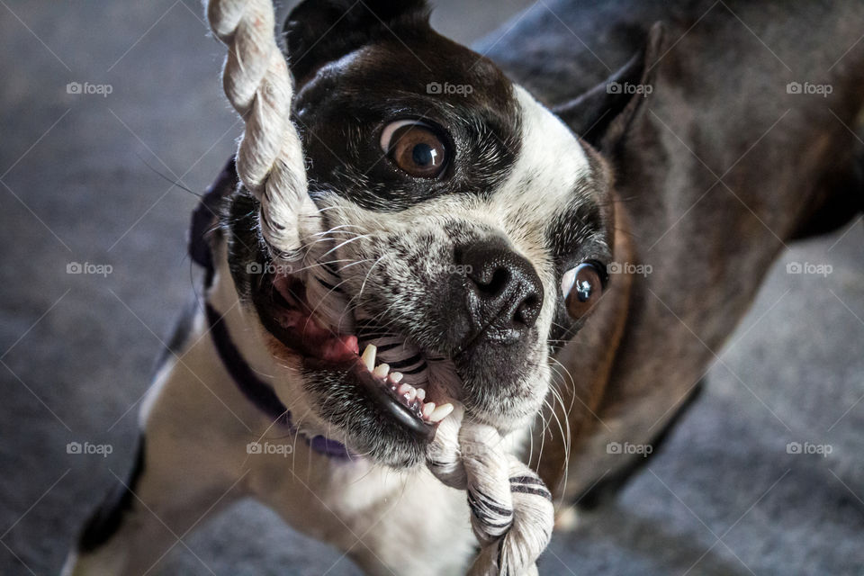 Close-up of a dog biting rope