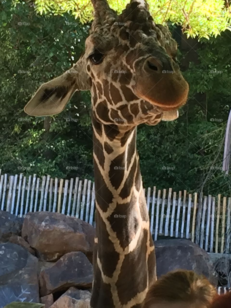 Snapped this photo during the giraffe feeding time at the Atlanta Zoo