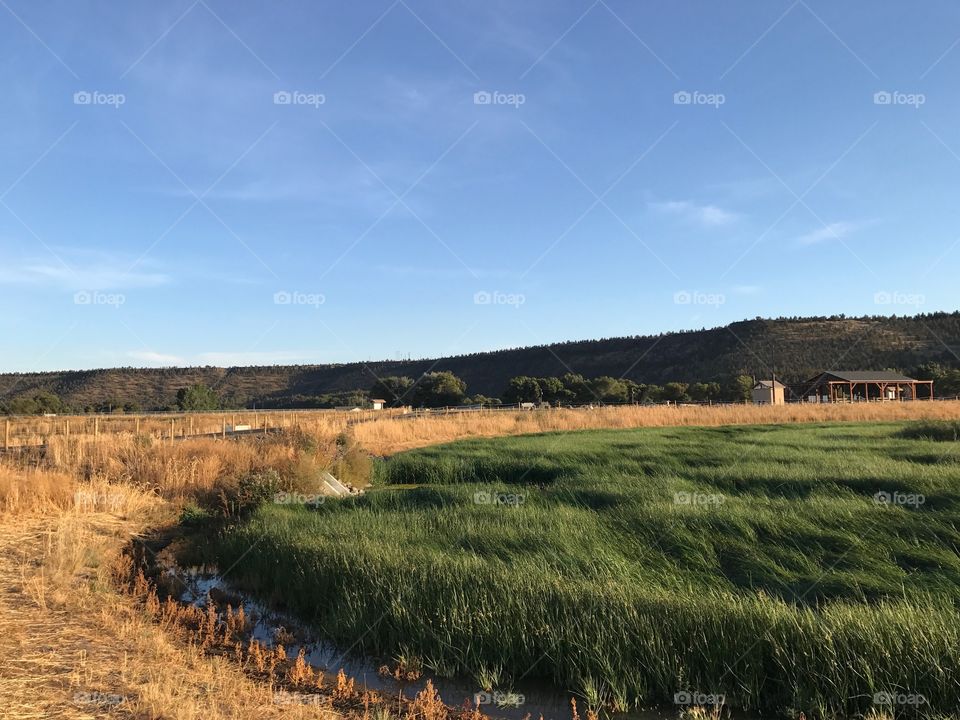 A lush green field surrounded by an irrigation ditch in the Crook County countryside in Central Oregon on a sunny fall evening. 