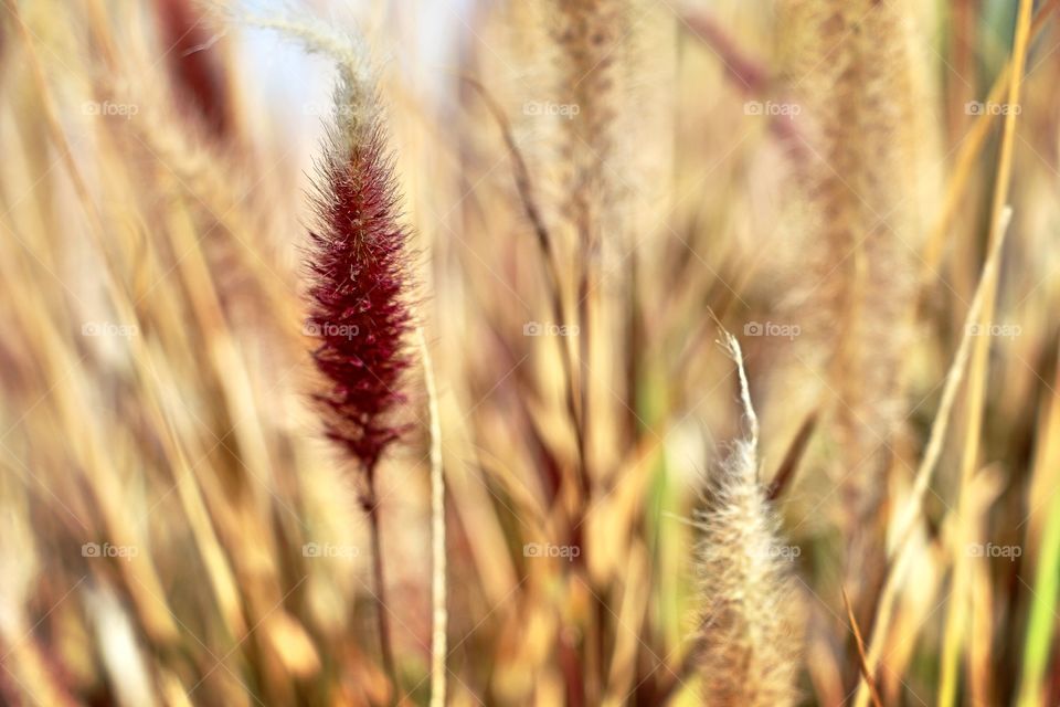 Close-up of wheat crop