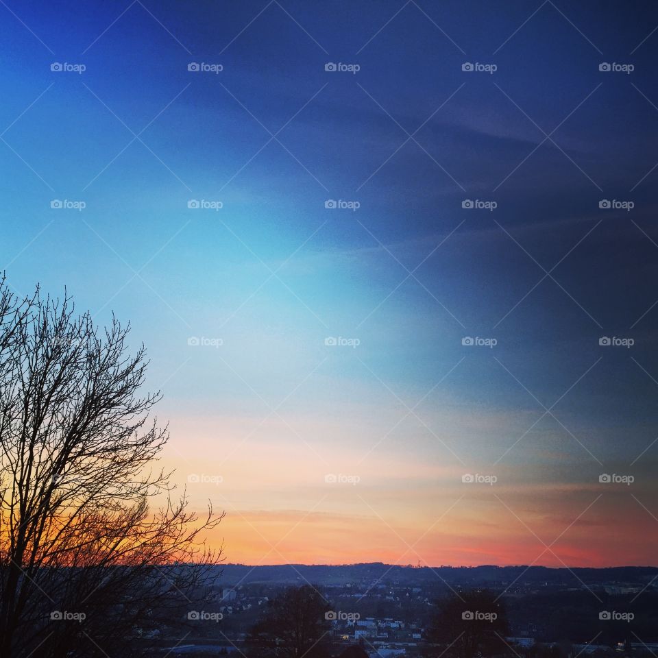 View of bare trees at dusk
