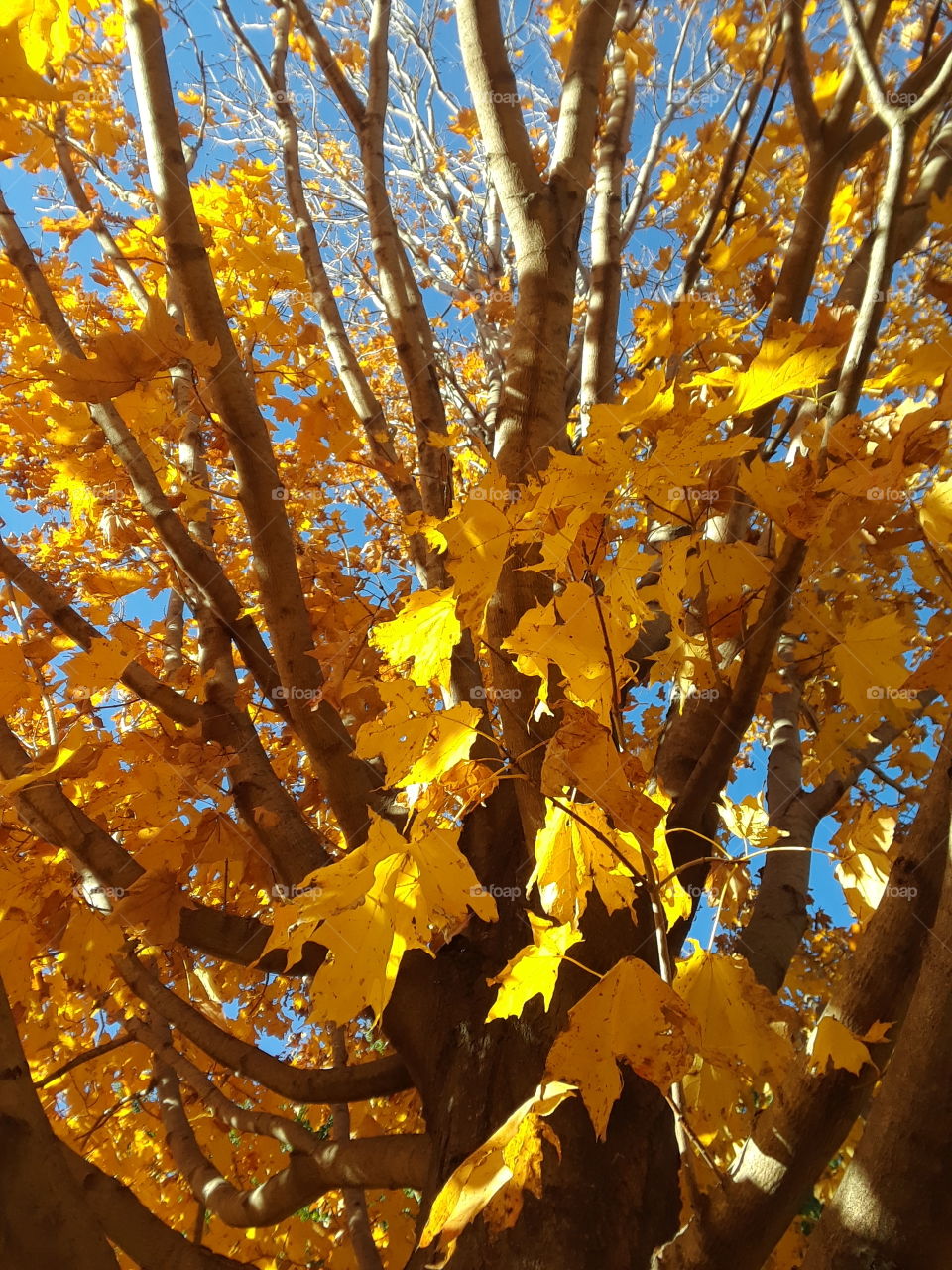 Yellow Leaf Tree From The Inside Looking Up