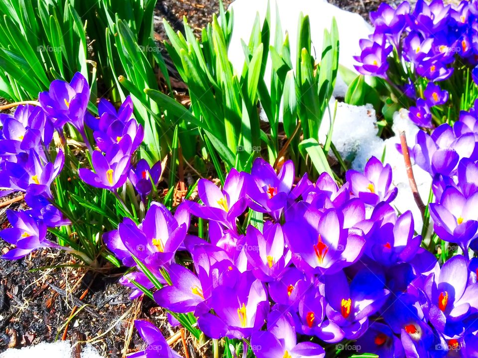 purple crocus