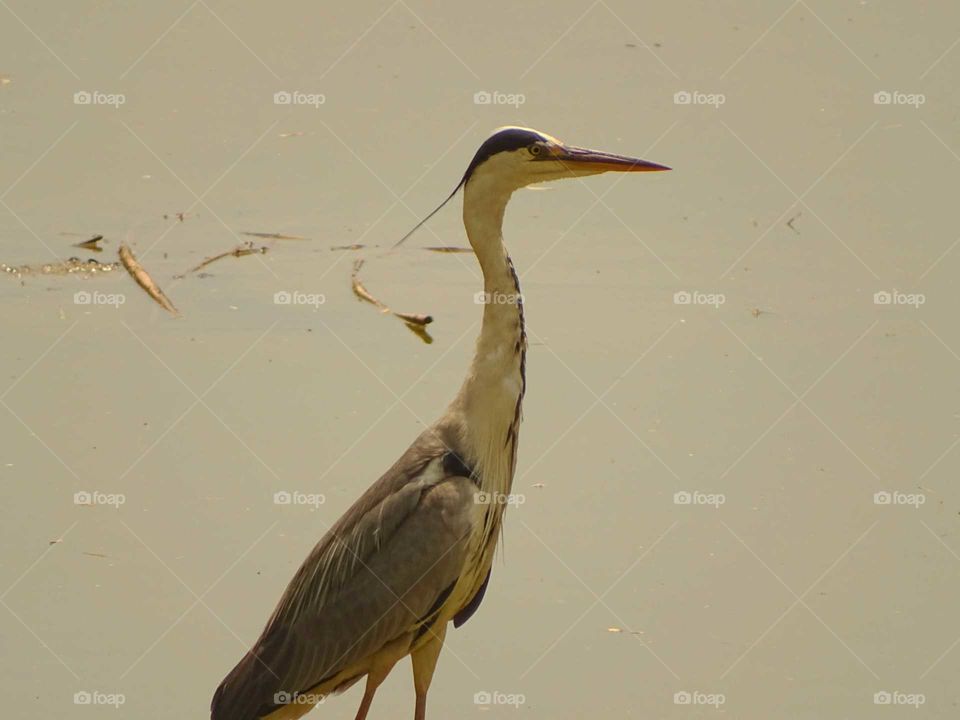 Heron