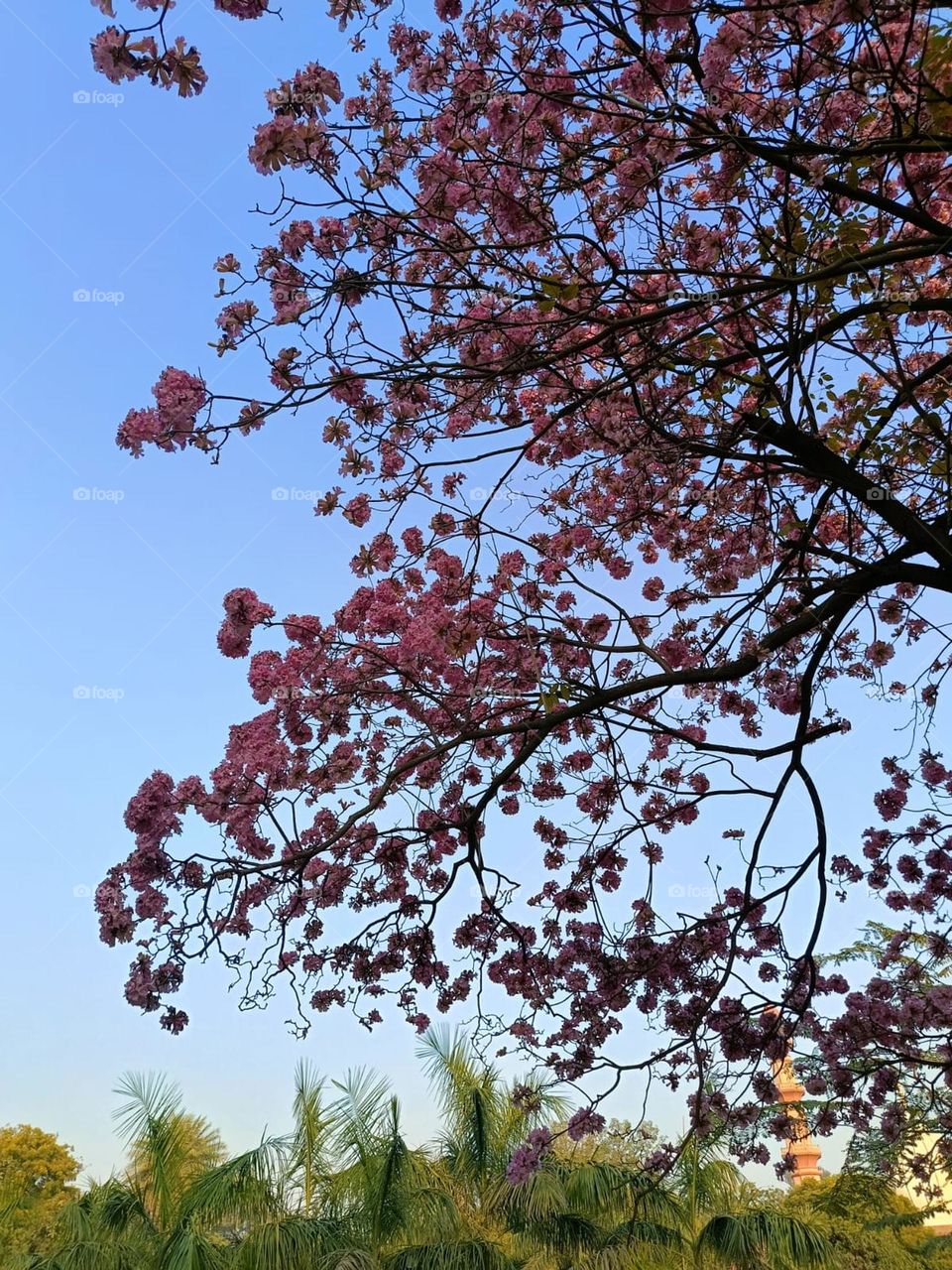 The pink flowers on the tree look so pretty! It must be a lovely sight to see all those blooms. πΈπ³ Those pink flowers on the tree are so vibrant and beautiful! Nature showing off its colourful side! πΈπ³