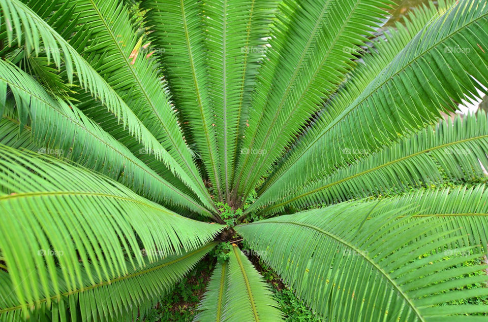 green garden botanical tree by hkjohan