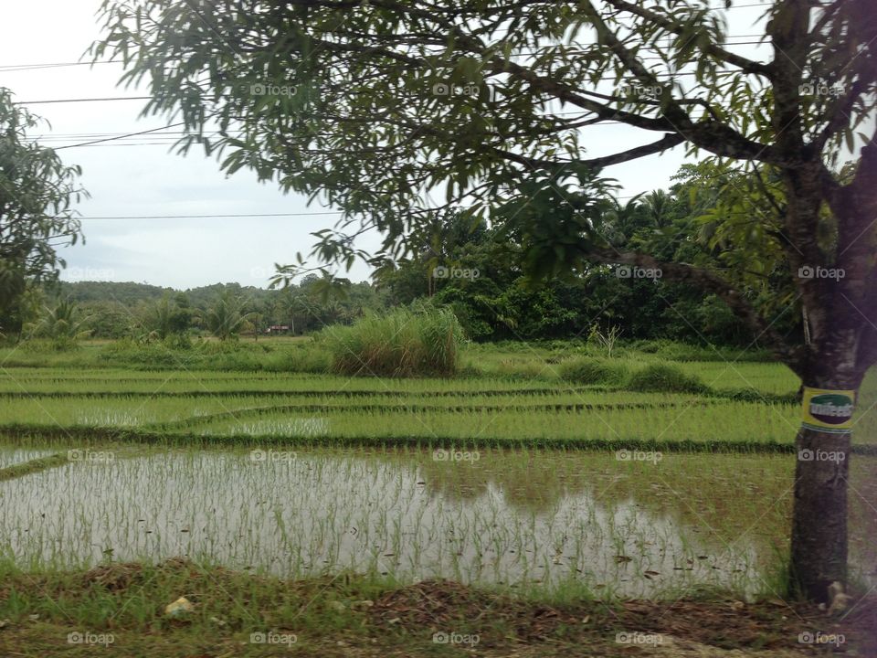 Landscape, No Person, Water, Tree, Agriculture