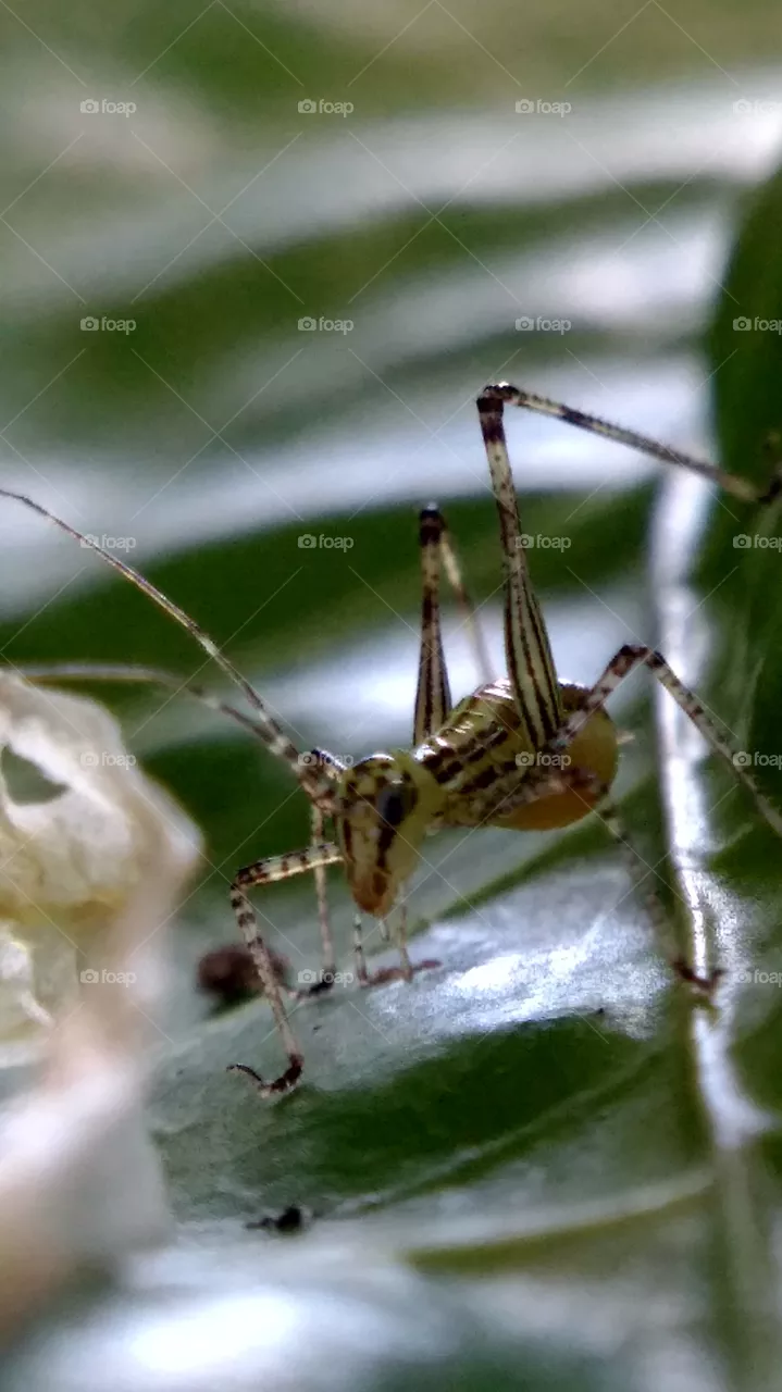 insect