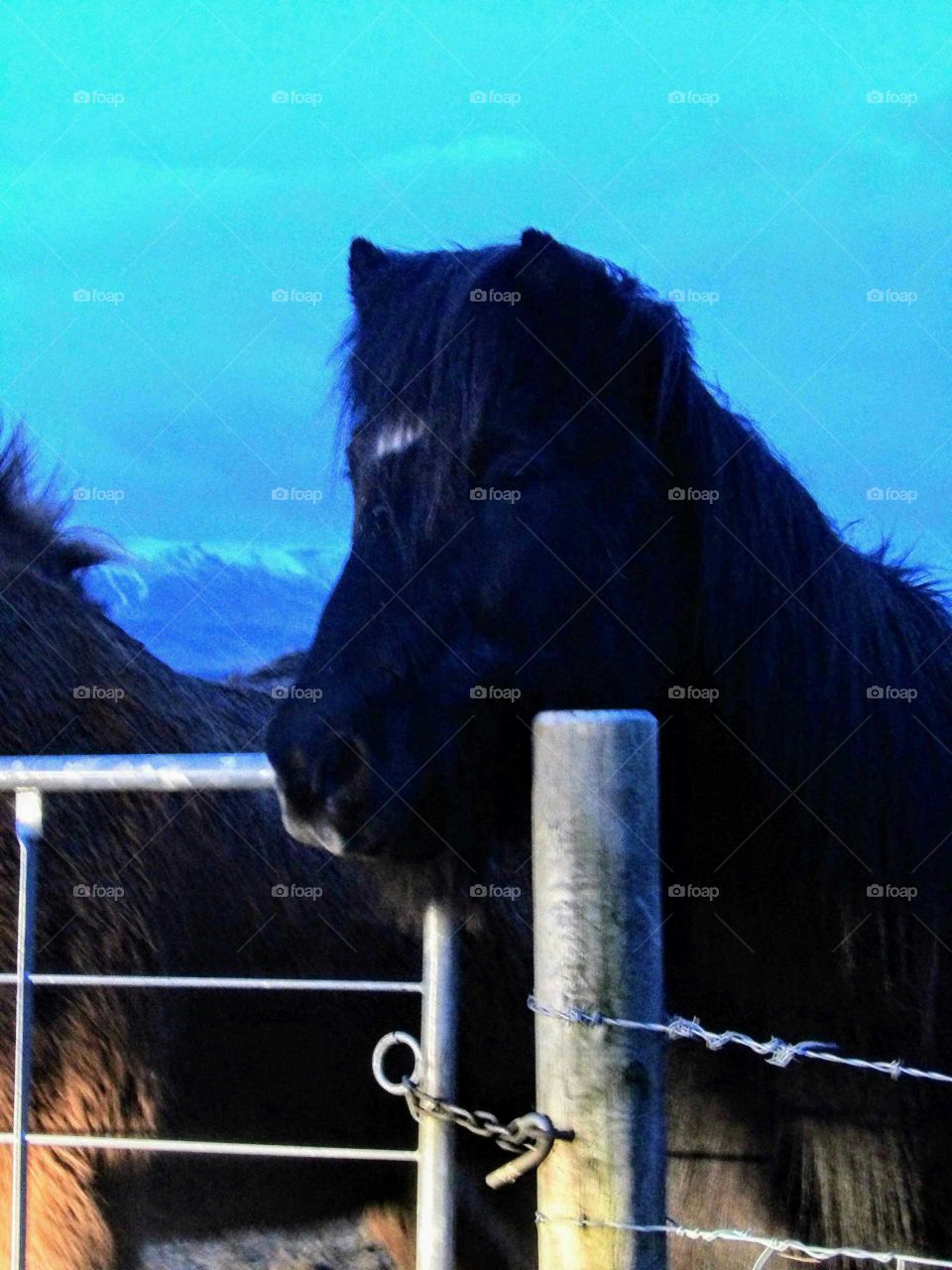 Icelandic horse