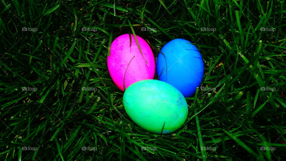 Easter eggs in green grass.