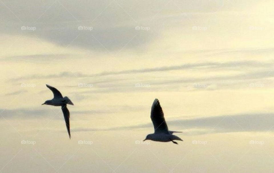 flying in the sunset