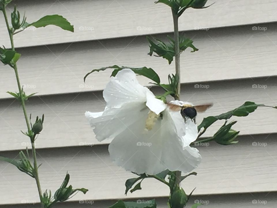 Rose of Sharon and bee
