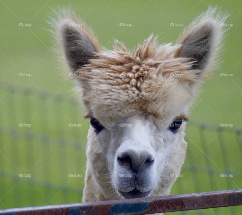 Portrait of alpaca by fence