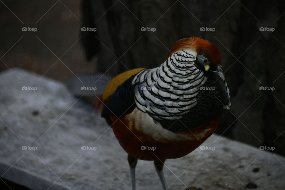 macho de hibrido de faisán dorado con faisán lady Amherst

golden pheasant hybrid male with pheasant lady Amherst