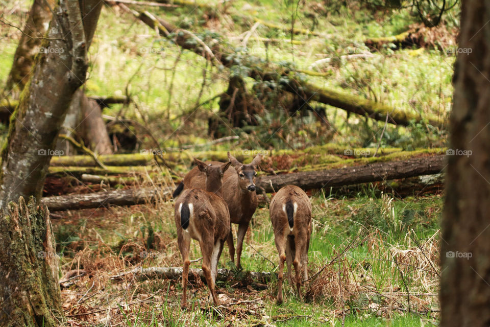 Deers gather in the forest