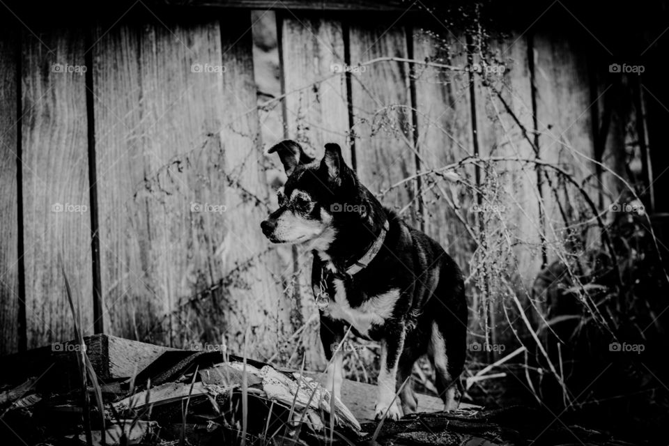 Queen of the shingles pile 