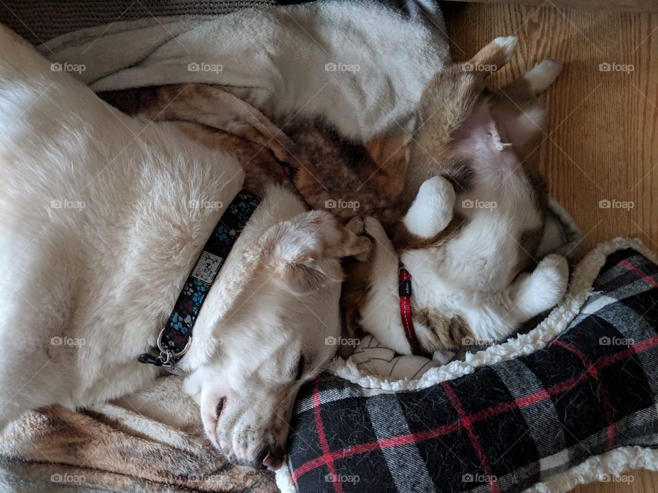 Happy nap with my bro