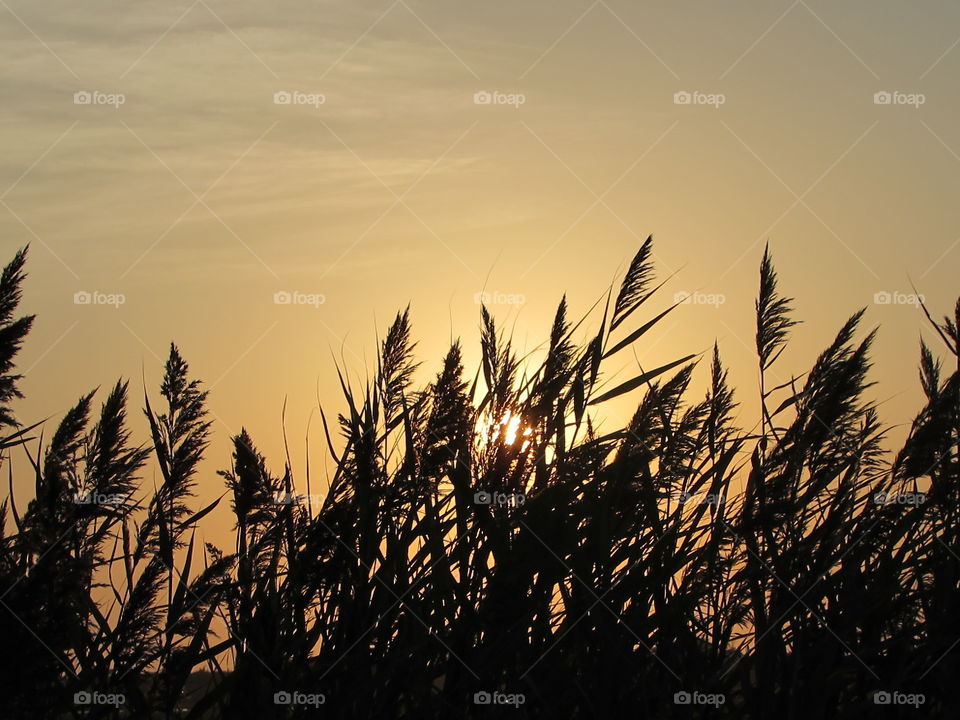 sunrise. pampas blowing in the breeze.